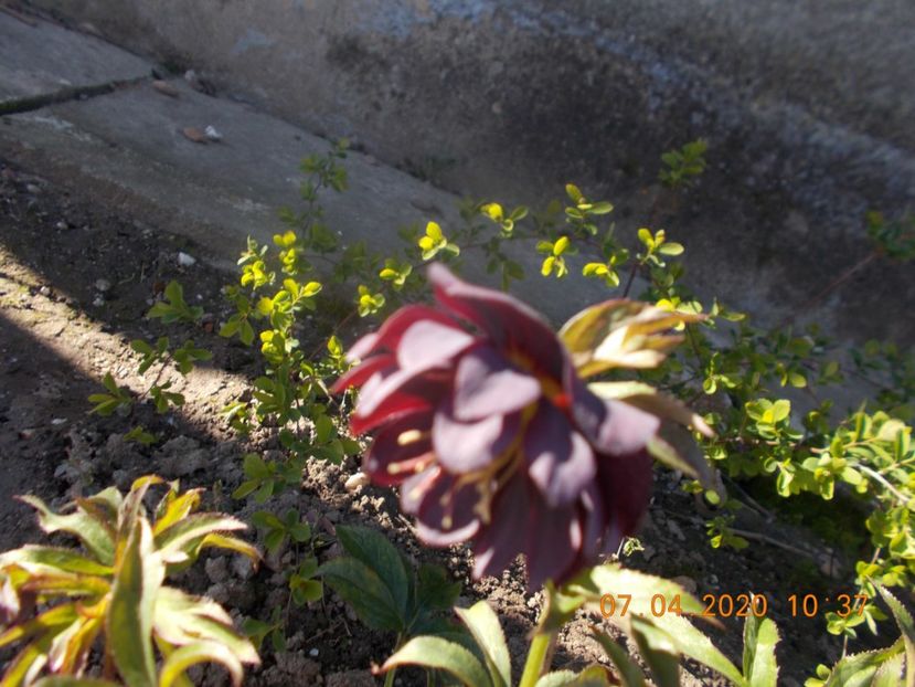  - HELLEBORUS 2020-2021-2022