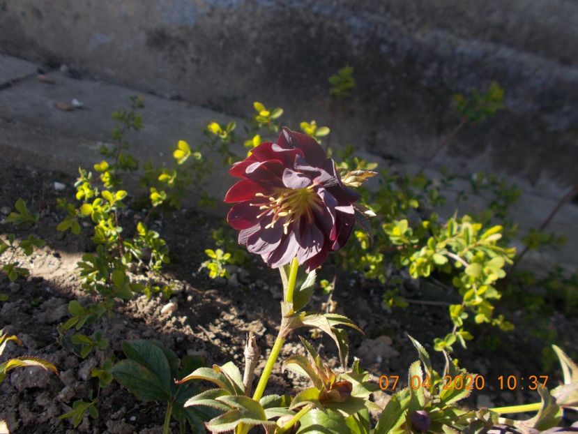  - HELLEBORUS 2020-2021-2022
