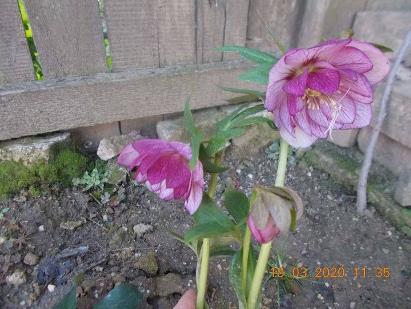  - HELLEBORUS 2020-2021-2022