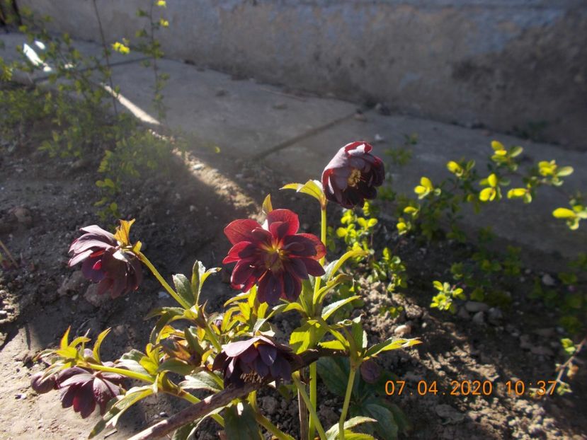  - HELLEBORUS 2020-2021-2022