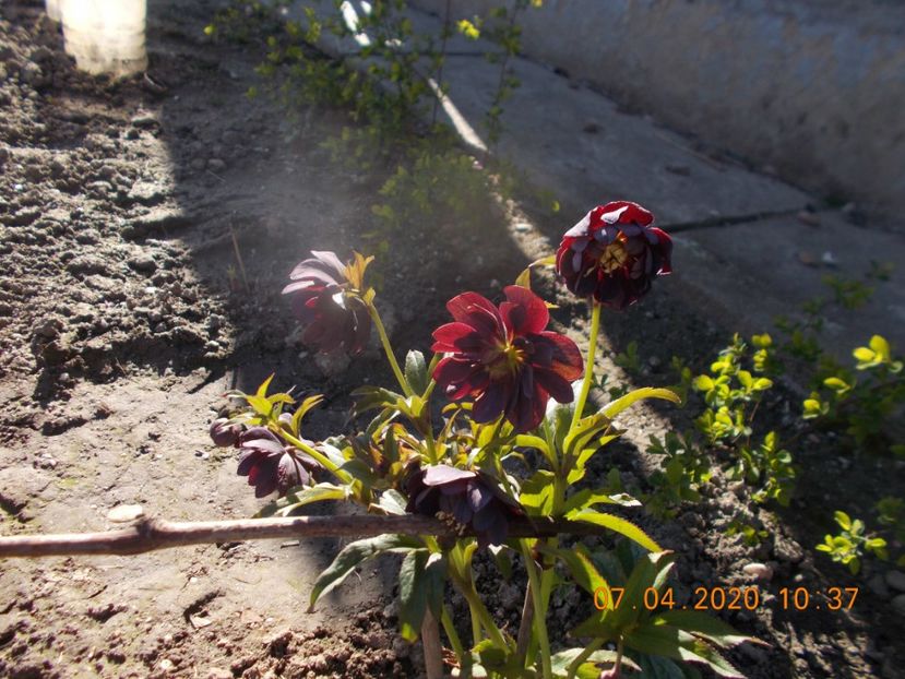  - HELLEBORUS 2020-2021-2022