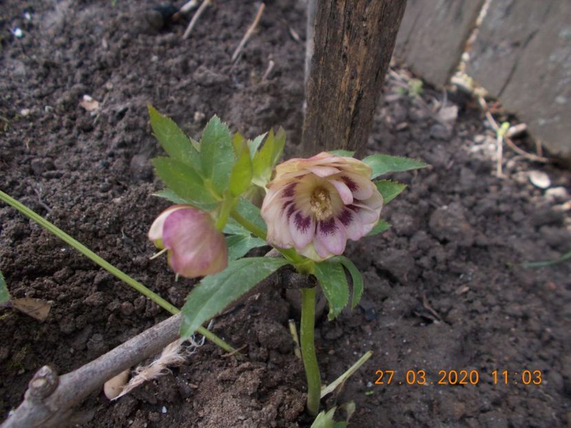  - HELLEBORUS 2020-2021-2022