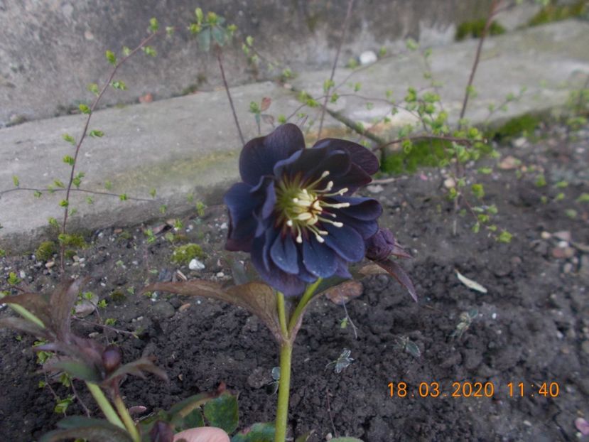  - HELLEBORUS 2020-2021-2022