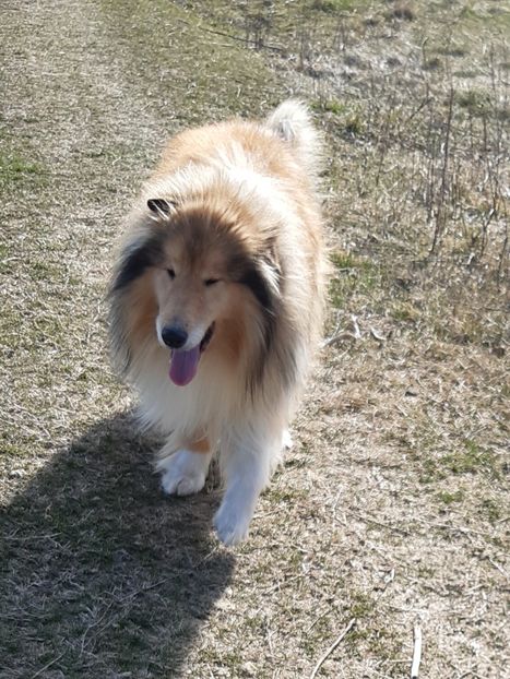 Collie Rough - Collie Rough Joisie Ballo si pui