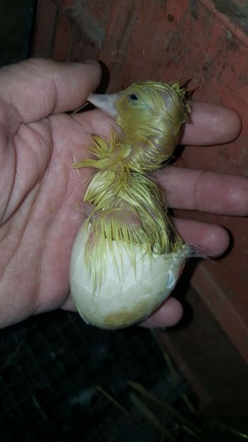 Looney comes back - Bomboane asortate 2020