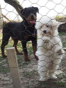 Bichin Maltese si Rottweler - Bichon Maltese