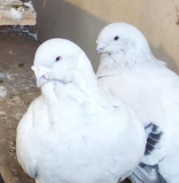  - - A - A - A - A- W A R N I N G !