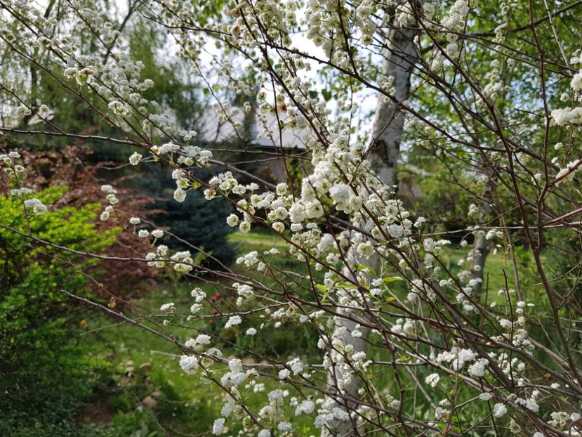 Spireea Prunifolia - 2020 Aprilie Gradina Rozelor