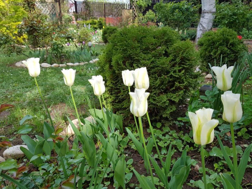 Green Spring - 2020 Aprilie Gradina Rozelor