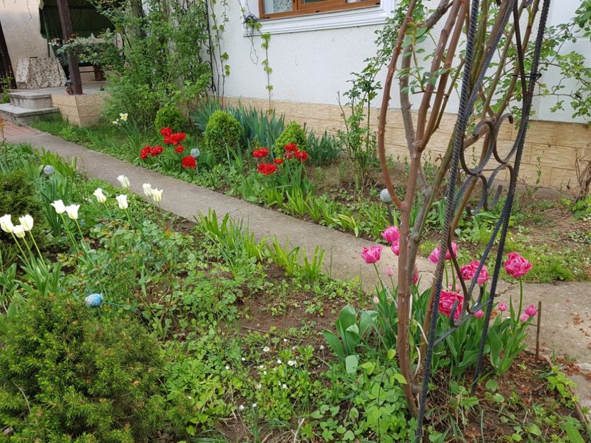  - 2020 Aprilie Gradina Rozelor