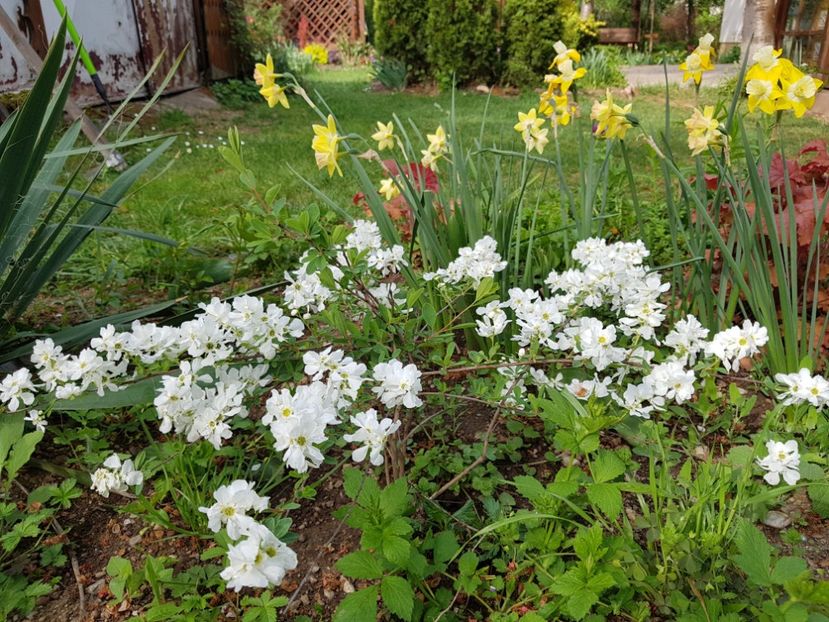 Exochorda Macantra the Bride - 2020 Pridvor