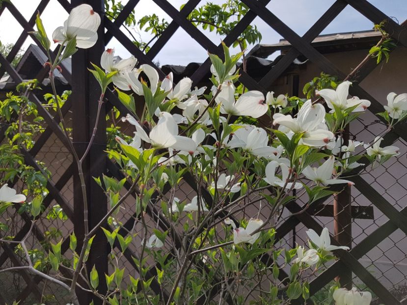 Cornus Florida White Clouds - 2020 Pridvor