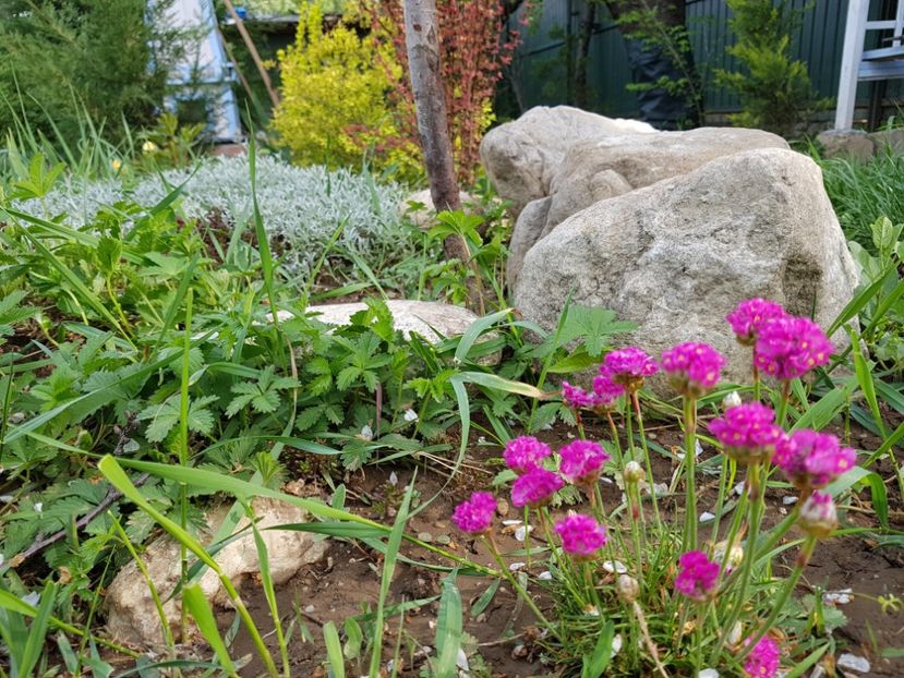 Armeria - 2020 Mart-Apr_Idilic garden