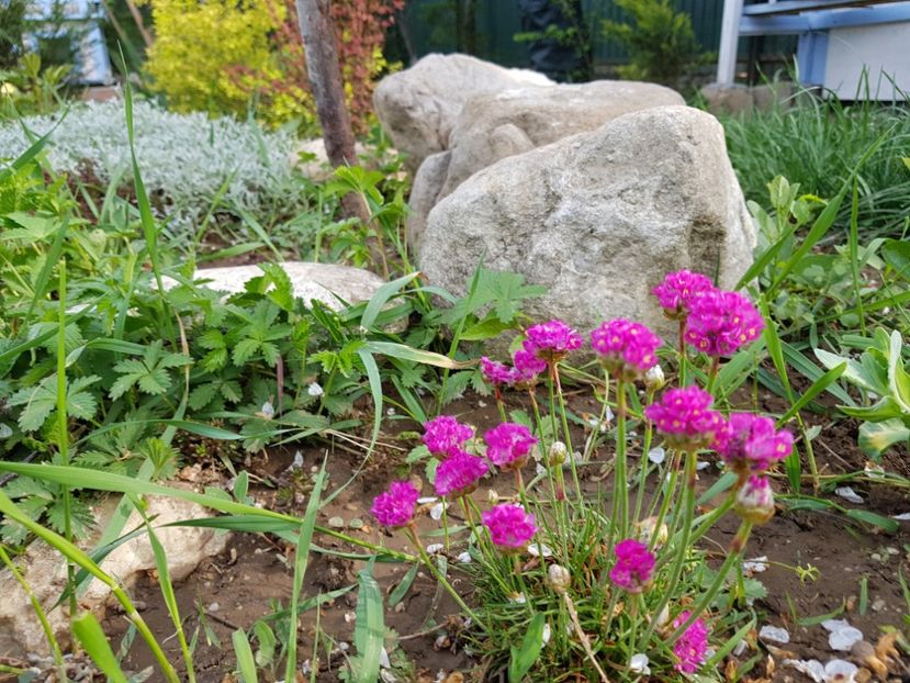  - 2020 Mart-Apr_Idilic garden