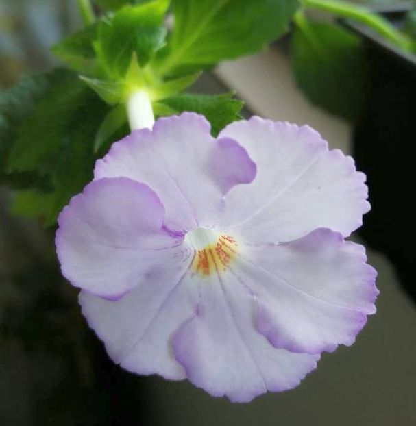 Champs De Lavande2 - Champs De Lavande