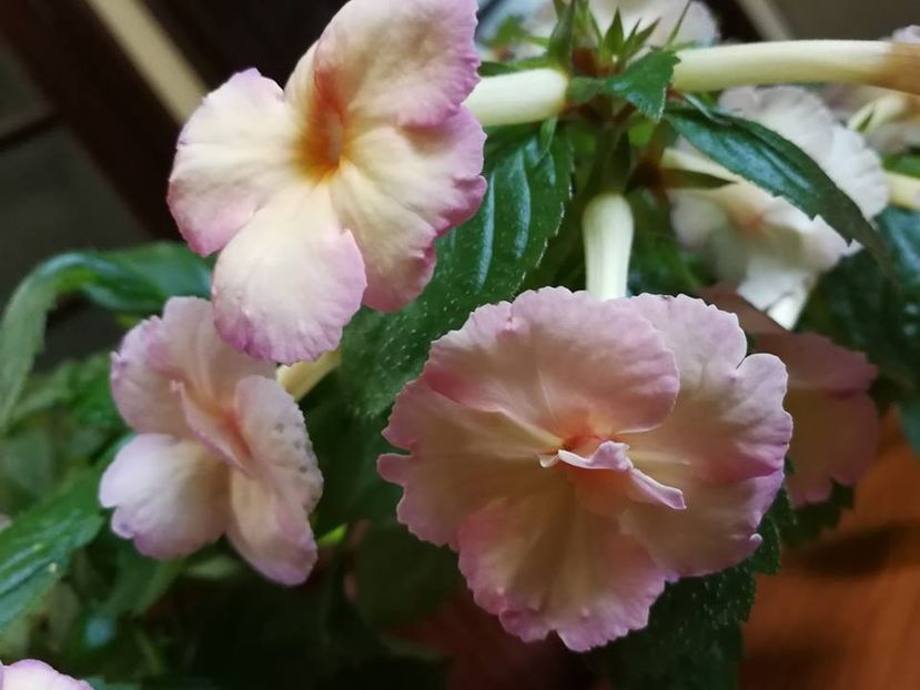 Cote D'Ivoire2 - Cote D_Ivoire