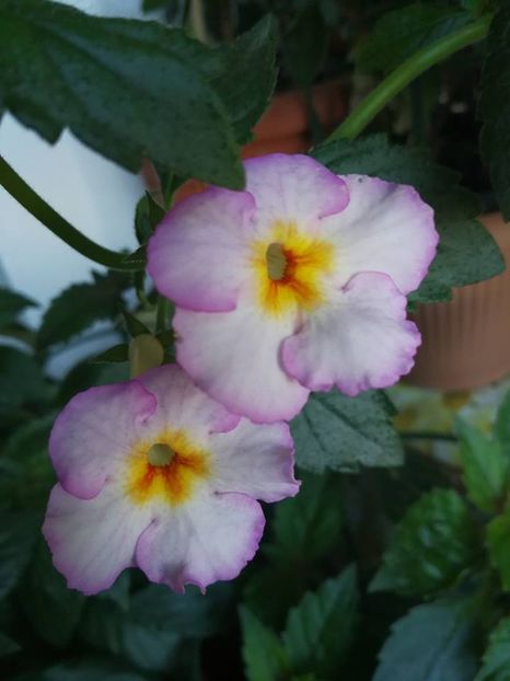 Coup de Foudre - Coup De Foudre