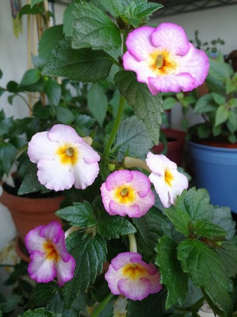 Coup de Foudre2 - Coup De Foudre