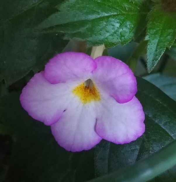 Daisy Boo - Daisy Boo