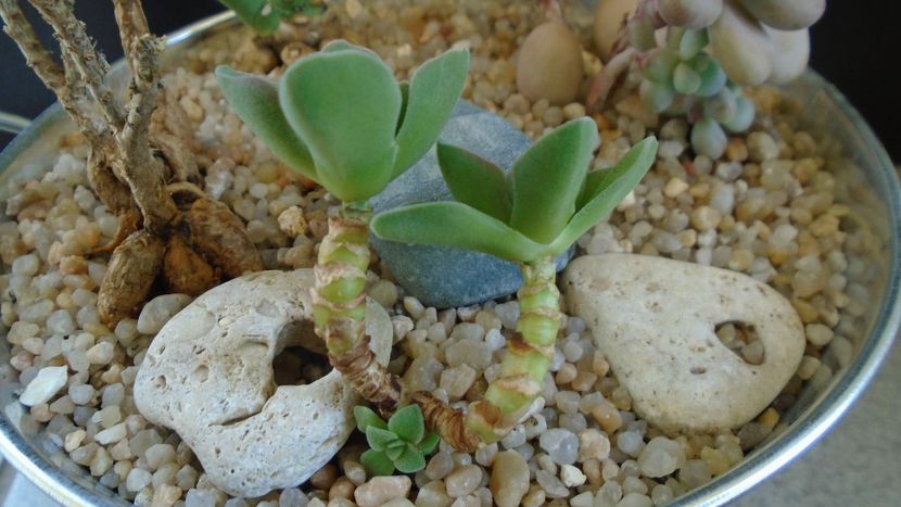 Crassula cv. Morgan’s Beauty - Suculente 2020