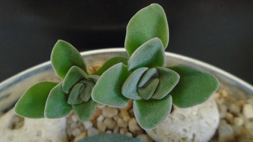 Crassula cv. Morgan’s Beauty - Suculente 2020