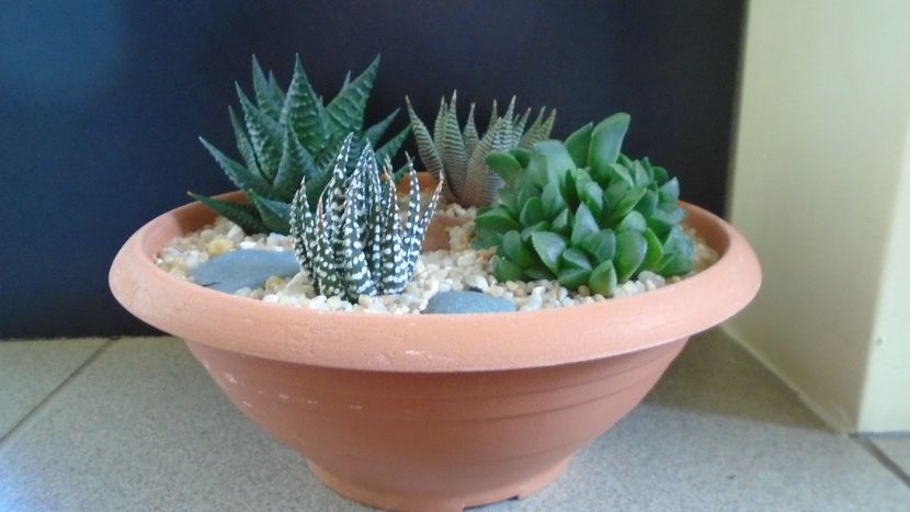 Grup de 4 Haworthia - Suculente 2020