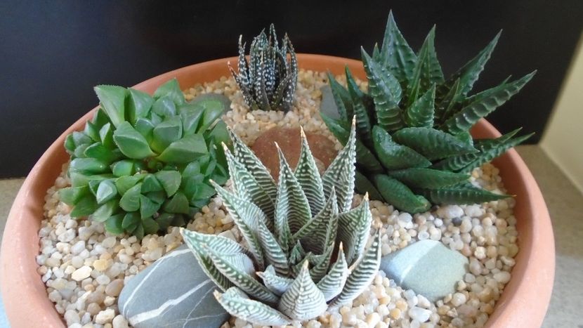 Grup de 4 Haworthia - Suculente 2020
