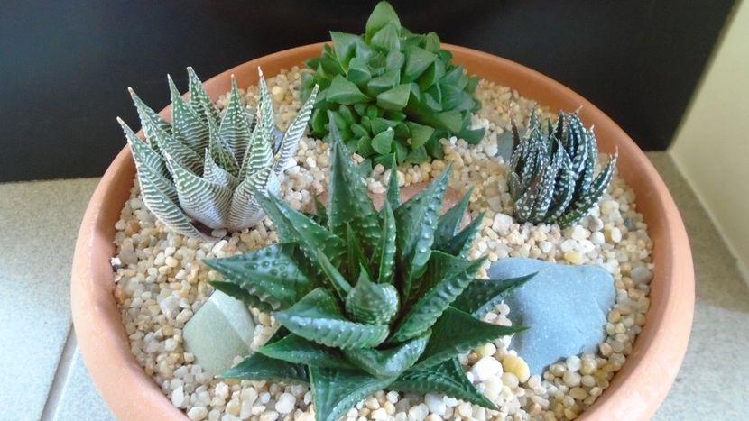 Grup de 4 Haworthia - Suculente 2020