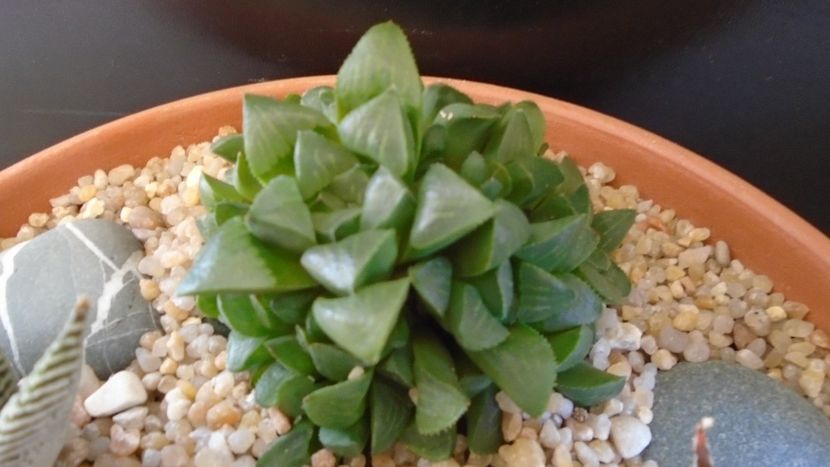 Haworthia retusa - Suculente 2020