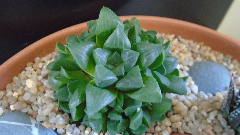 Haworthia retusa - Suculente 2020
