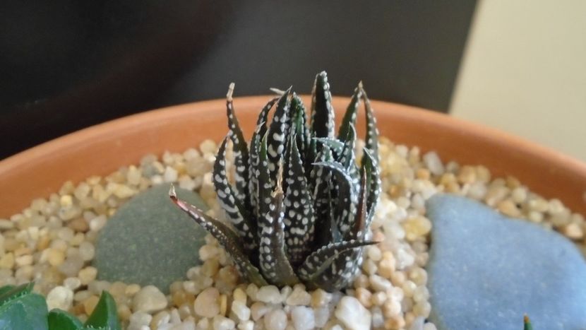 Haworthia fasciata - Suculente 2020