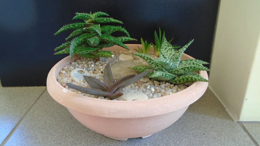 Grup de 4 Aloe - Suculente 2020