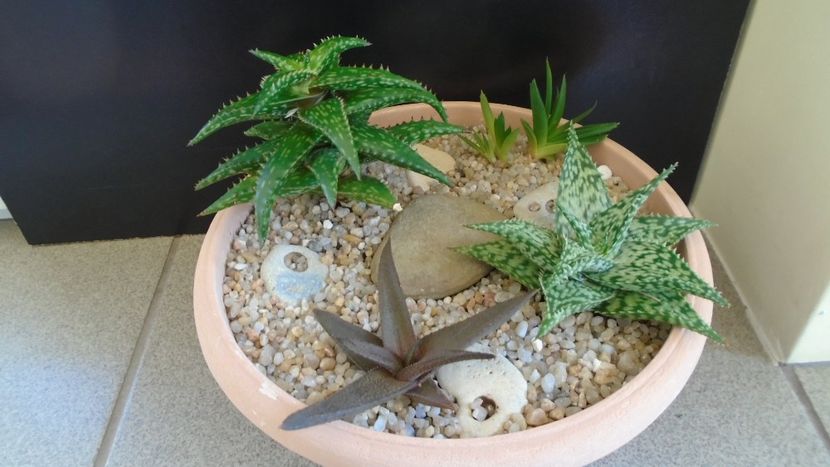 Grup de 4 Aloe - Suculente 2020