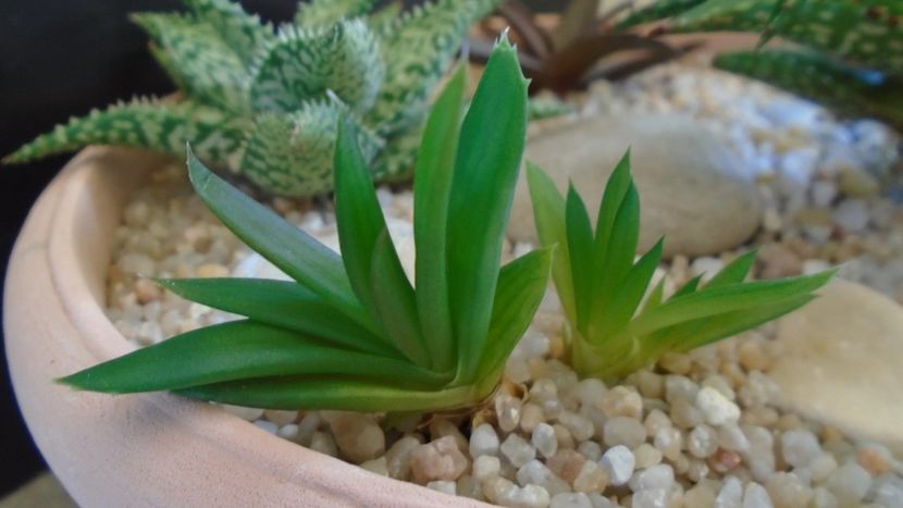 Aloe hb. - Suculente 2020