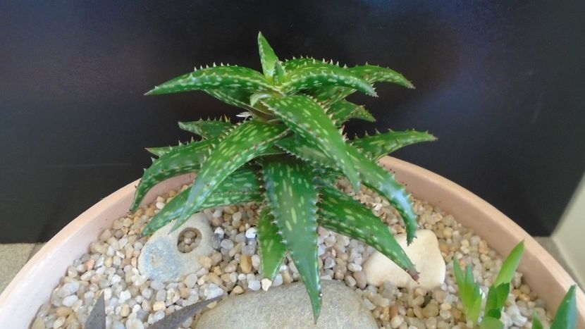 Aloe somaliensis - Suculente 2020