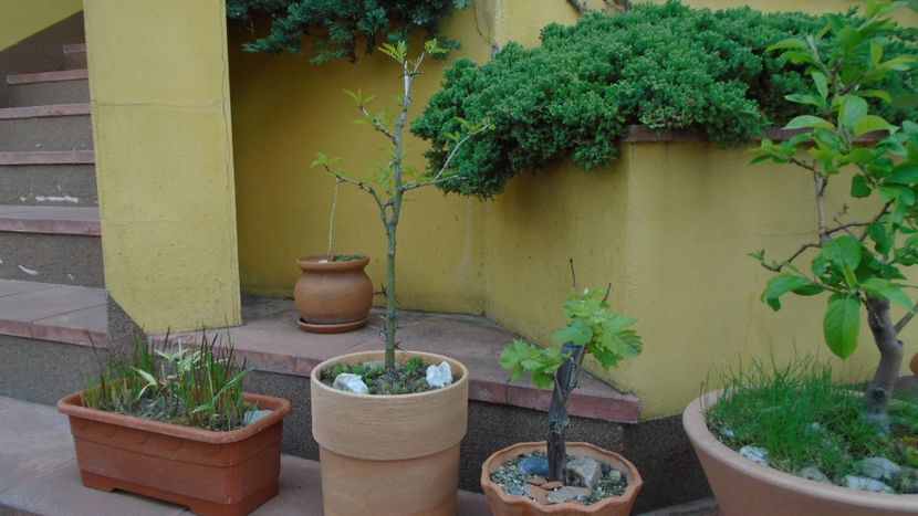 Gladita sau Roscov salbatic (Gleditsia triacanthos) & Vita de vie - Bonsai si prebonsai 2018-2020