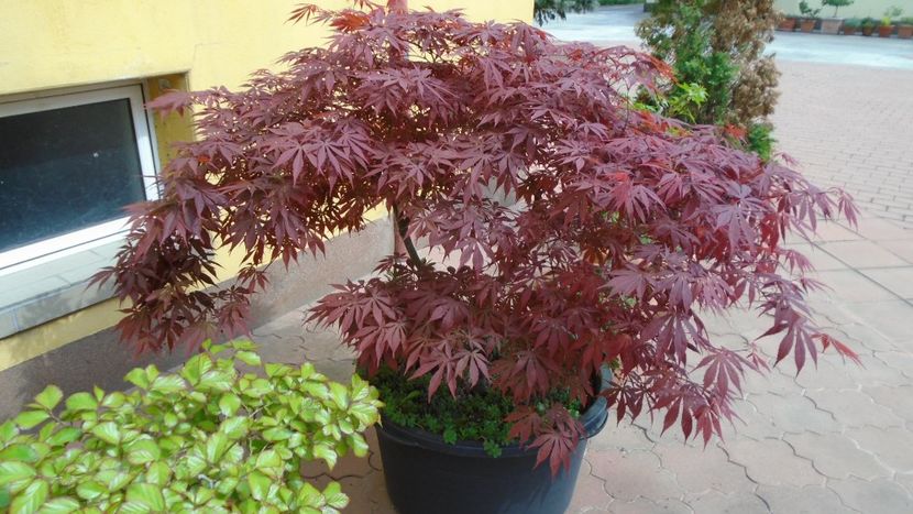 Artar japonez (Acer palmatum atropurpureum) - Bonsai si prebonsai 2018-2020