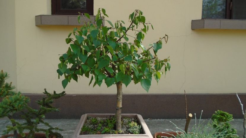 Mesteacan alb - Bonsai si prebonsai 2018-2020