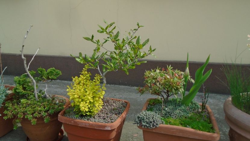 Magnolia stellata & Pieris japonica - Bonsai si prebonsai 2018-2020