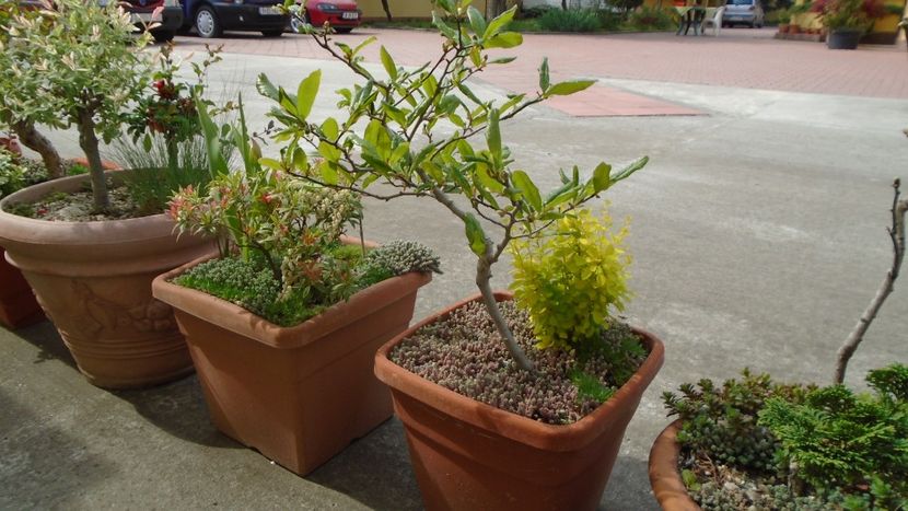 Magnolia stellata & Pieris japonica - Bonsai si prebonsai 2018-2020