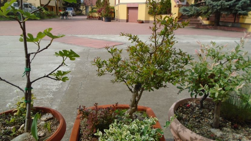 Rodiu - Bonsai si prebonsai 2018-2020