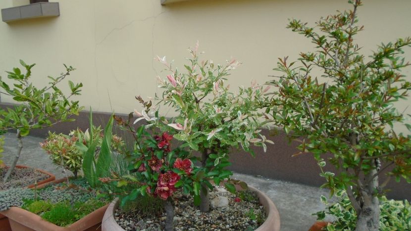 Salcie (Salix integra Hakuro-nishiki) & Gutui japonez - Bonsai si prebonsai 2018-2020