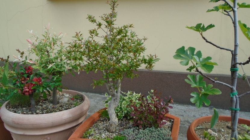 Rodiu - Bonsai si prebonsai 2018-2020