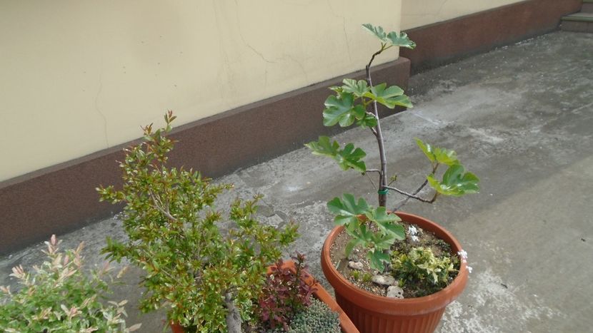 Smochin (Ficus carica) - Bonsai si prebonsai 2018-2020