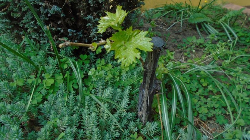 Vita de vie - Bonsai si prebonsai 2018-2020