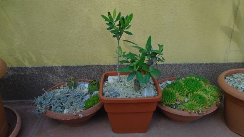 Maslini - Bonsai si prebonsai 2018-2020