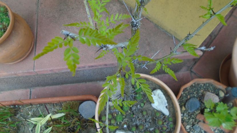 Gladita sau Roscov salbatic (Gleditsia triacanthos) - Bonsai si prebonsai 2018-2020