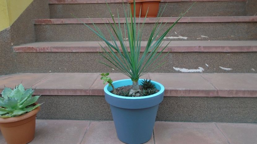 17 apr. 2020 - Afara la soare - Yucca rostrata - Agave - Yucca si Dracaena 2020