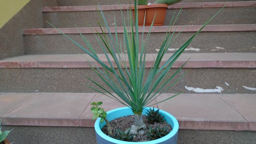 17 apr. 2020 - Afara la soare - Yucca rostrata - Agave - Yucca si Dracaena 2020