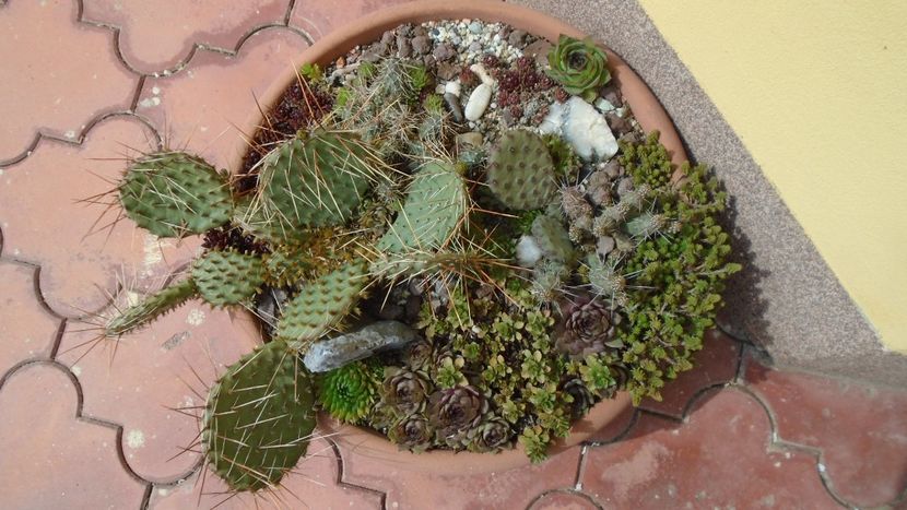 Minirocarie - Cactusi 2020 evolutie